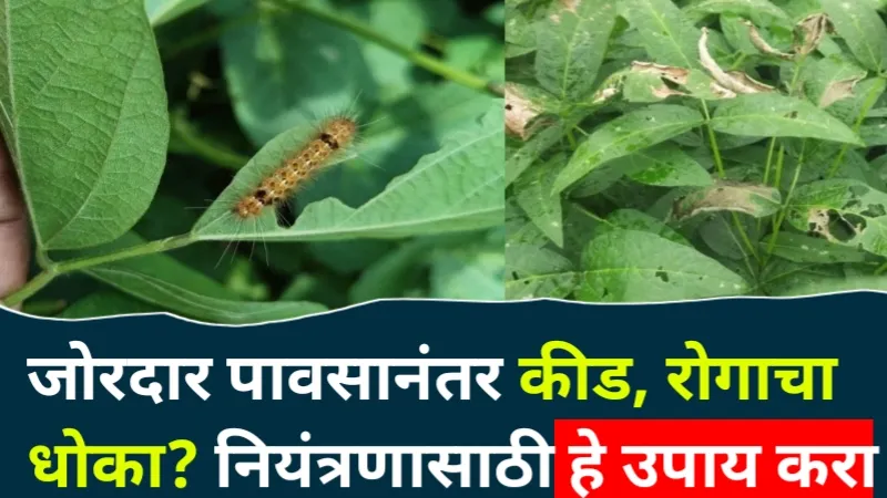 Soybean Crop Protection