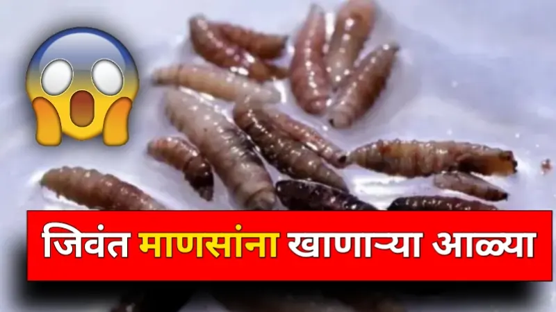 Flesh-eating worms in America