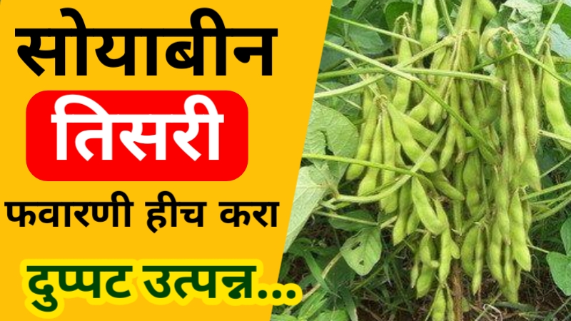 Soybean Third Spraying