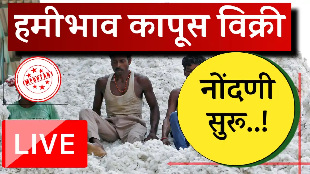 cotton msp ragistation